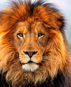 1813971_8454_profile