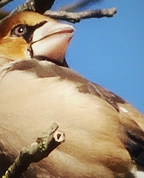 1817600_2431_profile