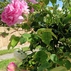 1832173_9023_tiny