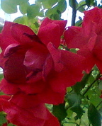 189086_31556_profile