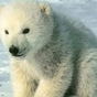 227079_43207_card