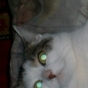 232704_45399_card