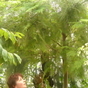 244670_99601_card