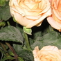 244829_14285_card