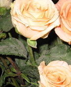 244829_14285_profile