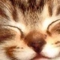262709_14162_card