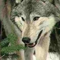 264014_14466_card