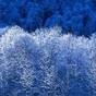 274216_40952_card