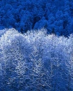 274216_40952_profile