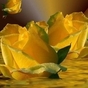 288397_53044_card