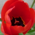 314142_80543_tiny
