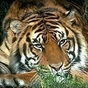 353280_85892_card