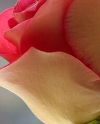 377896_39291_profile