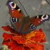 379788_63006_tiny