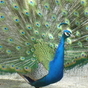 370832_52881_card