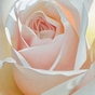 383580_69760_card