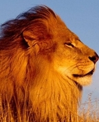 393265_31276_profile
