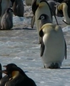 441709_66482_profile