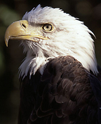 446804_63436_profile