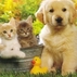 455799_63539_tiny
