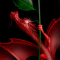 466960_98223_card