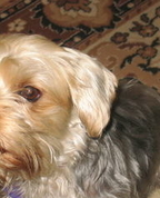 477425_26781_profile