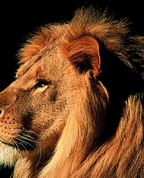 488540_83592_profile