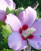 525339_92326_profile
