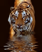 533394_68570_profile
