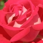 535538_25905_card