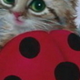 554154_51855_card
