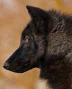 557160_63563_profile