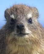 559435_15445_profile