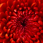 588866_27889_card