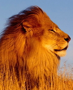 669200_88567_profile