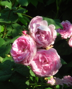 672323_79673_profile