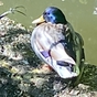 697329_60554_card
