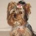 733956_16796_tiny