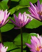 746233_21905_profile