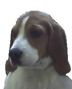 747555_15383_profile