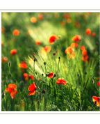 75820_520934_profile