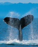 707371_11197_profile