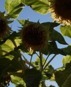 83643_861833_profile