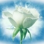 884387_31758_card