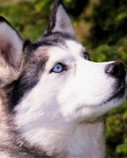 896049_97590_profile