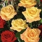916086_87036_card