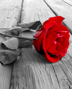 926596_36491_profile