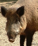 933548_13288_profile