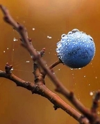 964821_81752_profile