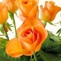 977752_16761_card